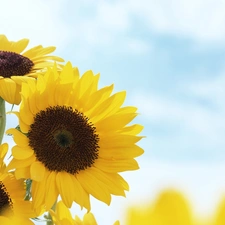 Nice sunflowers, Sky