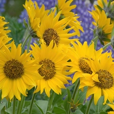 Nice sunflowers