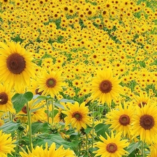 Nice sunflowers