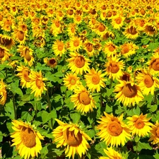 Nice sunflowers