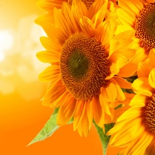 Nice sunflowers