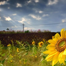 Nice sunflowers, wall