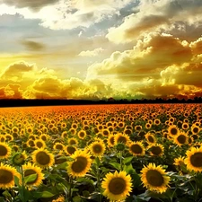 west, clouds, Nice sunflowers, sun