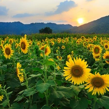 west, Mountains, Nice sunflowers, sun