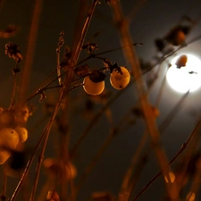 moon, Symphoricarpos Duhamel, Night