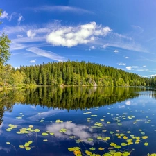 Norway, lake, forest