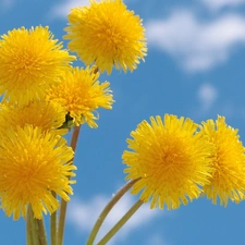 nun, common, beatyfull, Flowers, Sky