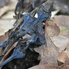 dry, Leaf, oak, Platycodon