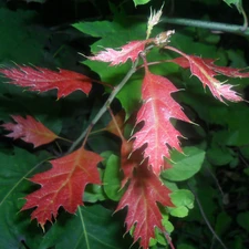 Red, Leaf, oak, green ones