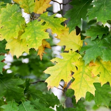 Yellow, Leaf, oak, green ones