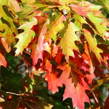 oak, color, Leaf