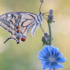 Colourfull Flowers, Close, Oct Queen, blue, butterfly