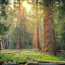 forest, trees, State of California, viewes, redwoods, Sequoia National Park, The United States
