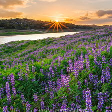 Meadow, River, rays of the Sun, lupine