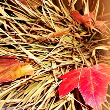 Orange, colors, Autumn, Leaves, grass