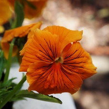 pansy, Colourfull Flowers, Orange