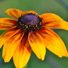 Rudbeckia, Orange