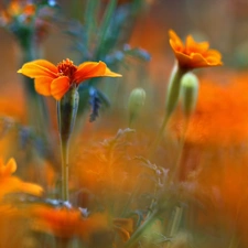 Colourfull Flowers, Tagetes, Orange