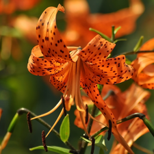 Flowers, Tiger lily, Orange