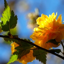 Orange, Flowers, flower, Bush, twig