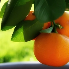 orange, sapling, Orange
