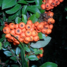 Fruits, Scarlet firethorn, Orange
