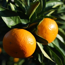 orange tree