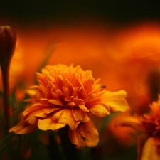 Orange, Tagetes, Turki