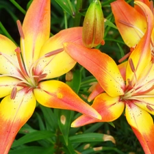 Orange, lilies, yellow
