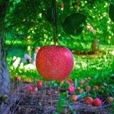 apples, orchard