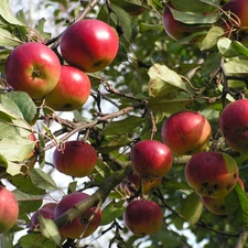 apples, orchard