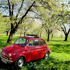 grass, Fiat 500, orchard