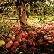 apples, apple-tree, orchard, Przebijające, luminosity, blur, sun, flash, ligh