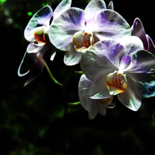 orchid