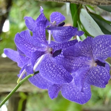 orchid