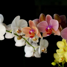 Coloured, orchid