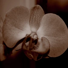 sepia, Colourfull Flowers, orchid