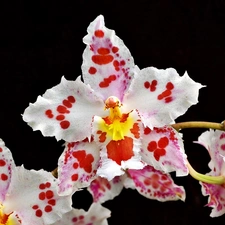 dappled, orchid