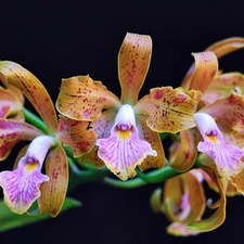 Flowers, orchid