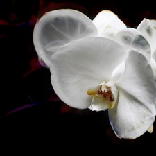 orchid, orchid