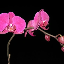 Pink, orchid