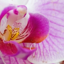 Pink, orchid