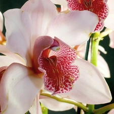 orchid, white, Pink