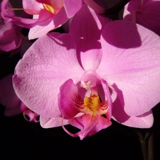 Pink, orchid