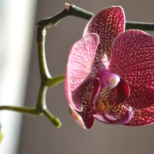 twig, orchid