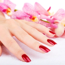 hand, manicure, orchids, Womens