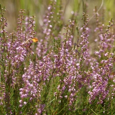 Pink, Heather ordinary