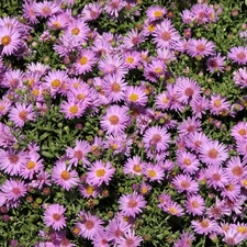 Flowers, Aster amellus, ornamental