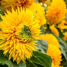 flakes, Yellow, Ornate Sunflowers