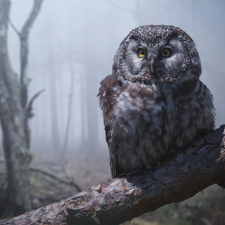 Bird, owl, Boreal Owl, branch